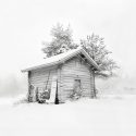 Solitude in White won bronze