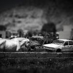 Graveyard for old, white horses